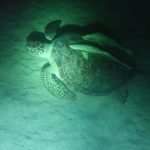Schildkröten sind aktiv