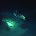 Schildkröten sind aktiv