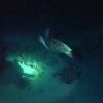 Schildkröten sind aktiv