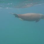 und der Seekuh