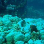Gut getarnter Oktopus in Ras Shona