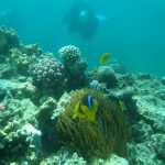Anemonenfische Ras Shona