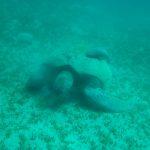 Ziemlich große Schildkröte beim Grasen in Ras Shona